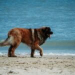 Casino VIP Programs Link Building: High-Roller Marketing